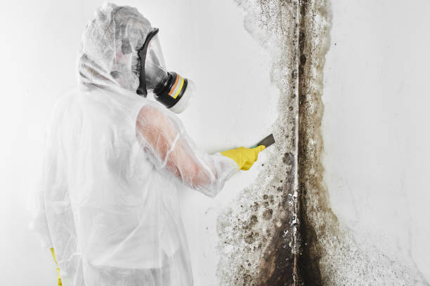 Best Certified Mold Removal  in Beaufort, NC