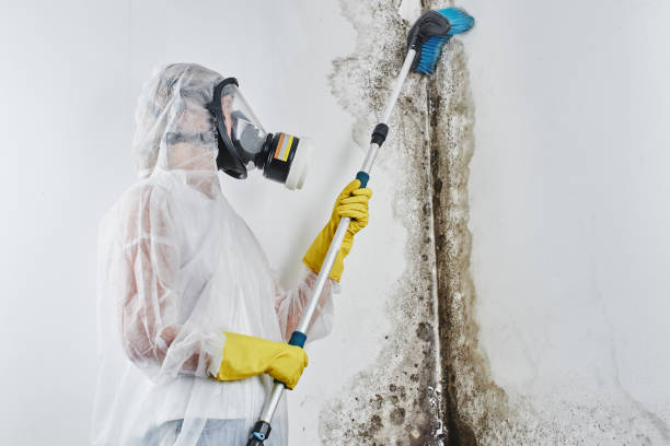 Mold Removal Process in Beaufort, NC