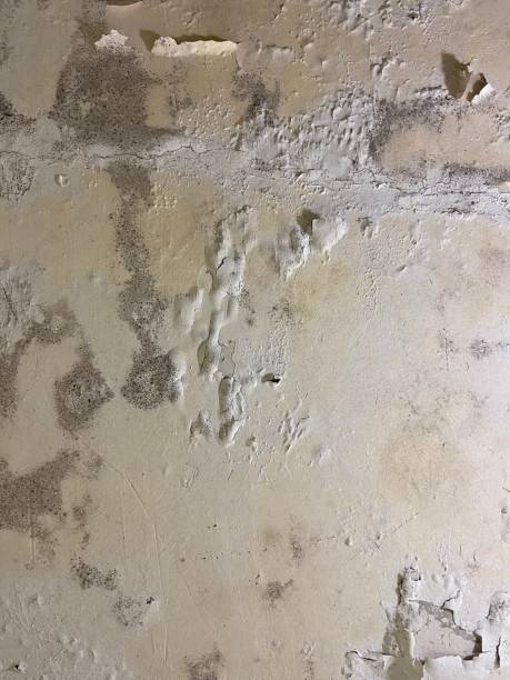 Best Attic Mold Removal  in Beaufort, NC