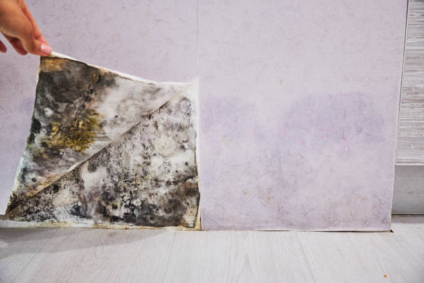 Best Mold Damage Repair  in Beaufort, NC